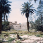 arab-rhyad-palm_7